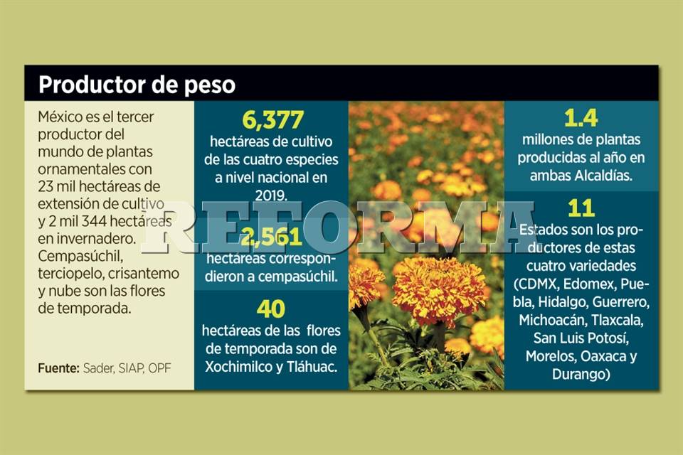 Se 'marchita' la siembra de flor de cempasúchil