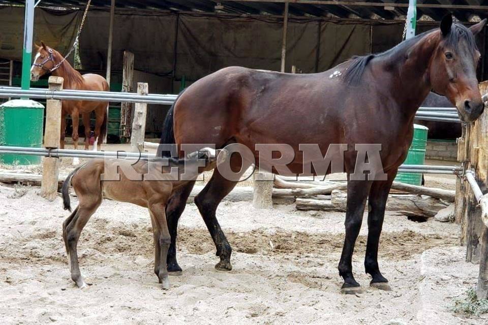 Comprar Ivermectina Caballos