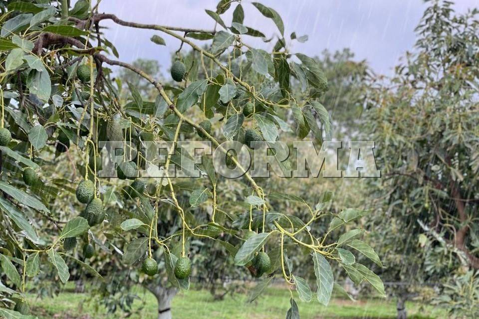 Aguacateros se están acabando el agua de Michoacán