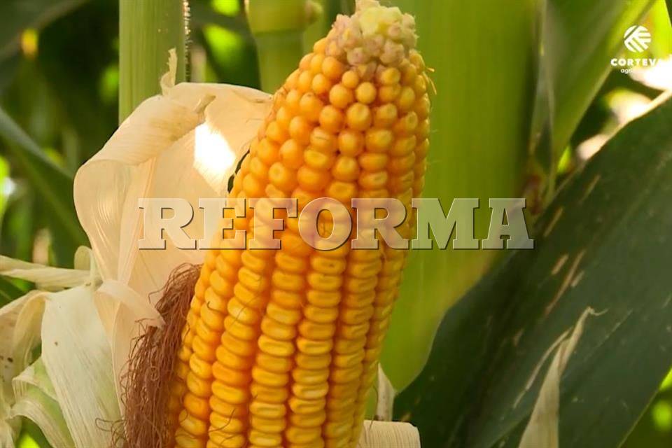 No cederemos ante EU por maíz; si quieren, vamos a panel'
