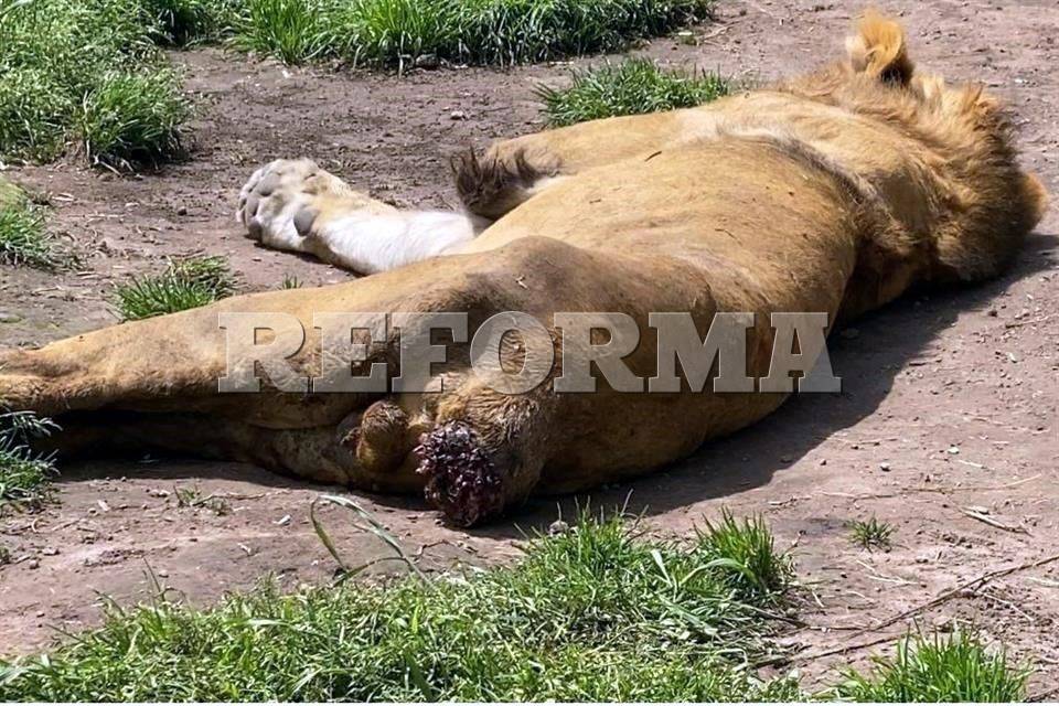 Investigan en refugio del Ajusco maltrato de animales