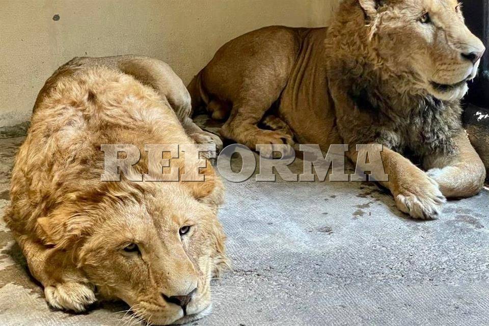 Recibe Aragón leones decomisados en el Ajusco