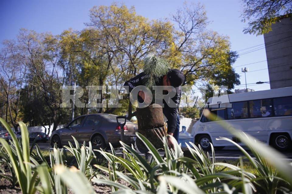 Apuestan vecinos de Coyoacán por árboles nativos