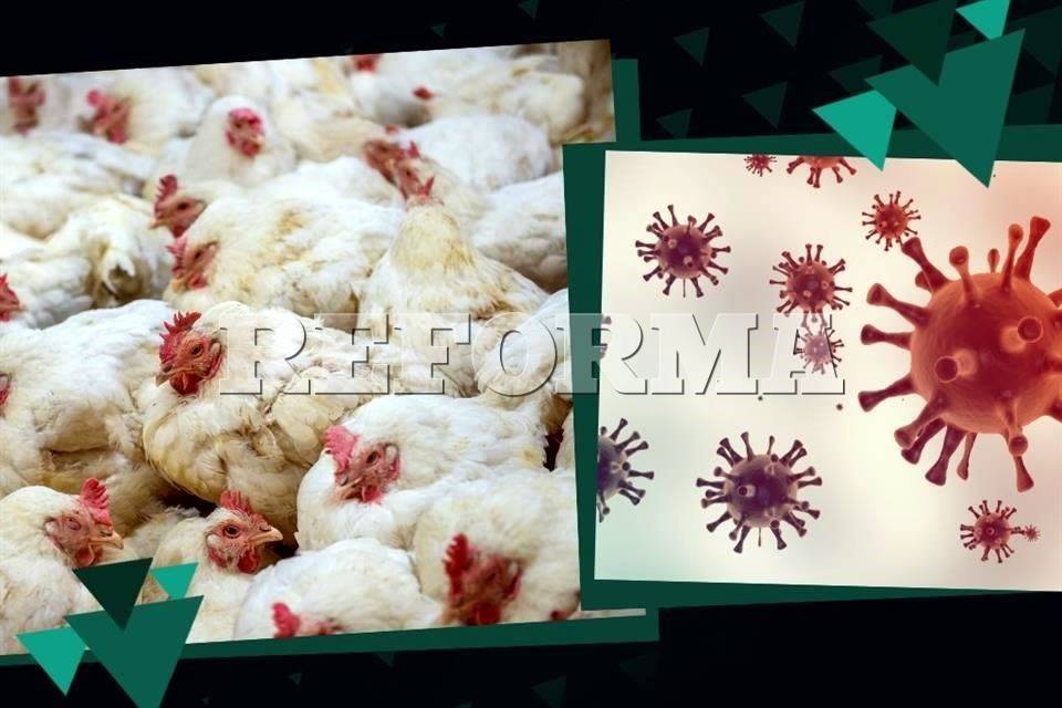 Lo que debes saber de la gripe aviar tras caso en México